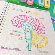 Grid Book Eye Care Paper/White Paper