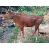 Sapi Qurban Sapi Madura