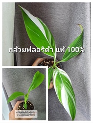 กล้วยฟลอริด้า ต้นเขียว จากแม่ด่างแท้ 100% กล้วยด่างฟลอริด้า อนุบาลลงดินแล้ว