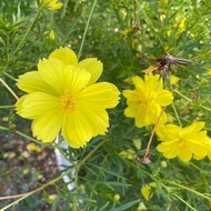 [hi, premium seeds] SULPHUR COSMOS PLANT '10 seeds'