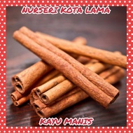 🔥RARE🔥 POKOK KAYU MANIS / Cinnamon Tree / Cinnamomum Verum / Live Plants