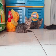 Best Seller Kucing Munchkin Betina 3 Bulan Harga Special