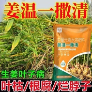 Gardening ﻿ Ginger Plague Net Ginger Plague Plague Ginger Sterilizer Big Ginger Rotten Neck Disease 