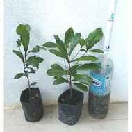 Anak Pokok Ajaib Miracle Berry