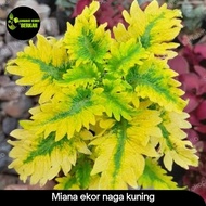 CUCI GUDANG tanaman hias miana kuning ekornaga premium Kode 79