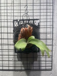 P.willinclii Silver Mutate *P.Veitchii High Shield sporeling鹿角蕨