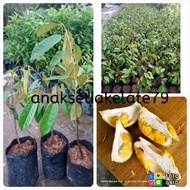pokok benih durian d99