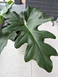仙羽蔓綠絨  又名小天使 春羽 盆栽植物 天南星科 熱帶觀葉植物