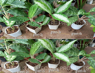 Aglaonema Plant / Chinese Evergreen /Aglaonema green series plants (potted plants)