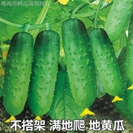 fruit cucumber seeds