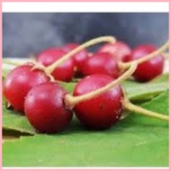 ◊ ❧ ARATILIS SEED`S "Mansanitas" Kerson Fruit or Muntingia calabura