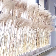 KY&amp; Simulation Reed Dried Flower Reed Grass Wheat  Natural Reed Flower Indoor Wedding Photography Decoration Fake Flower