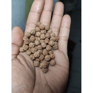 500 grains of Jenitri rudraksha 8 mm