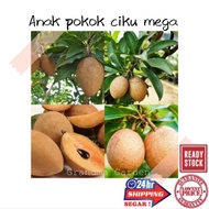 (GG real plant) anak pokok ciku mega  cepat berbuah hybrid top quality pokok durian kebun bunga seda