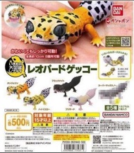 全新 Bandai 扭蛋 爬行動物大圖鑑 豹紋守宮 (4款)
