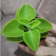 Pudina Herba 薄荷叶 脱土寄- Mint Herb Plant without soil | Apple Mentha Mint | Pokok Herba