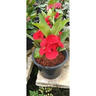 Euphorbia (Mahkota berduri)