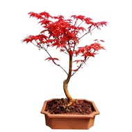 日本紅楓盆景原生紅舞姬盆栽老樁四季樹苗紅葉室內陽台庭院植物