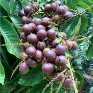 BAJA BUAH POKOK LONGAN BRAZIL MATAO 1.5KG