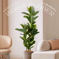 [อื่นๆPRE14วันค่ะ]🪴Variegated Indian Rubber (ยางอินเดียด่างปลอม) ฟอร์มใบสวยมินิมอลแต่งบ้านน่ารัก