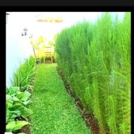 Cheapest water cypress fence plant cuttings