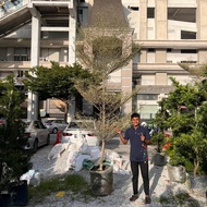 GPS Green Plant Society Live Tree Bucida Variegated 3 Layer 小叶榄仁 10ft