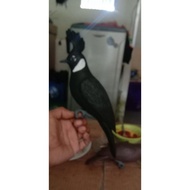 Promo jontrot burung cililin hitam