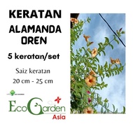 Keratan Pokok Alamanda Oren RM10 (5 keratan) (20cm - 25cm)