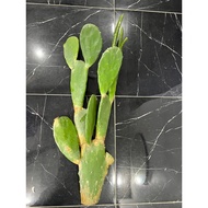 Mickey Cactus @ Opuntia Cactus 2kaki tinggi