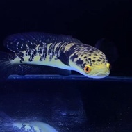 channa maru yellow sentarum quality kontes jumbo