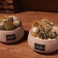 果核小精靈x仙人掌球球盆栽