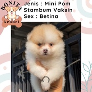 Mini Pom Snow White Stambum Anak Anjing Minipom Putih Pomeranian