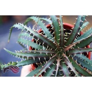 [Bromeliad] Dyckia by LS Group