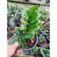 DWARF ZZ PLANT (ZAMIACULAS ZAMIFOLIA DWARF)