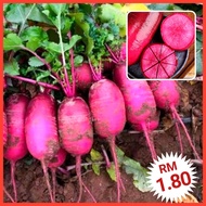 R4 Biji Benih Lobak Pineapple (100+/-) - Pineapple Radish Seeds - 凤梨萝卜种子 - Vegetable Seeds - Benih Sayur - 蔬菜种子