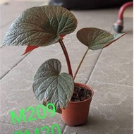 BEGONIA ~ ASAM BATU ~INDOOR PLANT ~ OUTDOOR PLANT ~ BEGONIA KAMPUNG ~ RANDOM