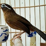 BURUNG WAMBI BETINA