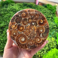 Pure Natural Fossil Specimen Ancient Biological Conch Ammonite Archaeological Toys Teeth Rough Stone