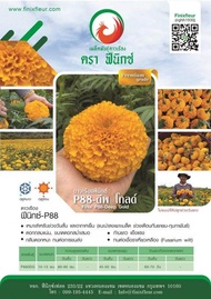 เมล็ดพันธุ์ดาวเรือง Finix P88 (สีทองเข้ม) 1000 เมล็ด