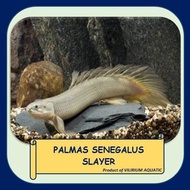 IKAN HIAS AIR TAWAR - PALMAS SENEGALUS SLAYER