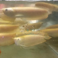 IKAN HIAS IKAN ARWANA BRAZIL SILVER ALBINO BESAR