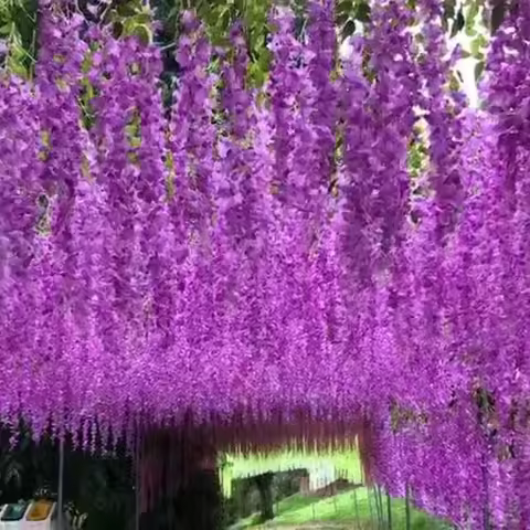 Simulated Wisteria Flowers, Wedding Decoration Vines,Indoor Ceiling Vines,Violet Flowers,Courtyard a