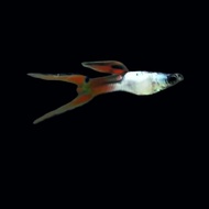guppy endler Silverado double sword