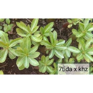 Adenium hybrid seeds:
7 Tida x khz DD
(Thailand)富贵花泰国种子