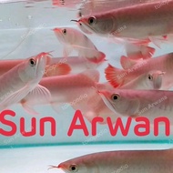 Dijual Arwana Super Red Asli terbaik gen chili blood Limited
