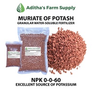 Granular Muriate of Potash Fertilizer (NPK 0-0-60) High in Potassium Content 200 grams/1 kilo