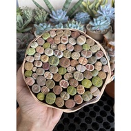 Lithops  生石花  屁屁 Random pick