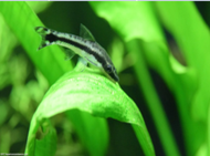 Otocinclus Best Algae Eaters - 4 pcs
