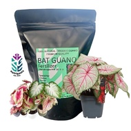 HARGA AGEN UNTUK BAJA VIRAL [Hot Selling] Baja Tahi Kelawar Viral Bat Guano Fertilizer Harga Untuk A