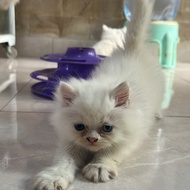 Kucing persia mix mainecoon odd eyes jantan white solid 2,5 bulan
